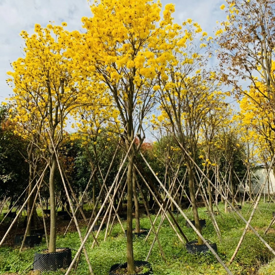 花厂批发黄花风铃木 多花枫铃木 中山大树基地直销