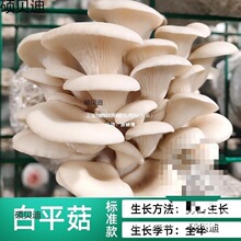 ֲ�@���BͰ������N�����SĢ��Ǿ��˷N���u����Ģ���Nֲ��ʳ��