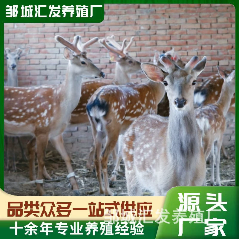 成年梅花鹿养殖场哪里有 小梅花鹿活体一只 梅花鹿回收价格