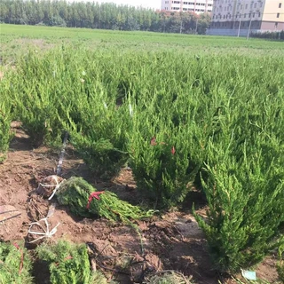 龙柏绿篱批发 龙柏球耐寒常青龙柏树苗种植成活好 绿化灌木龙柏