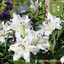 �_���ٺϷN���ļ��_���҃��⻨��������ˮ�ٺϻ��N�Ӻ��B�׻��ذ�