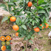 ���Ә���ɰ���������������������Ե������ӳ��ӹ����箔��Y��