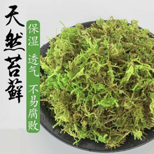 天然干苔藓水苔蝴蝶兰石斛种植兰花青苔乌龟蜥蜴蛇冬眠垫材保湿