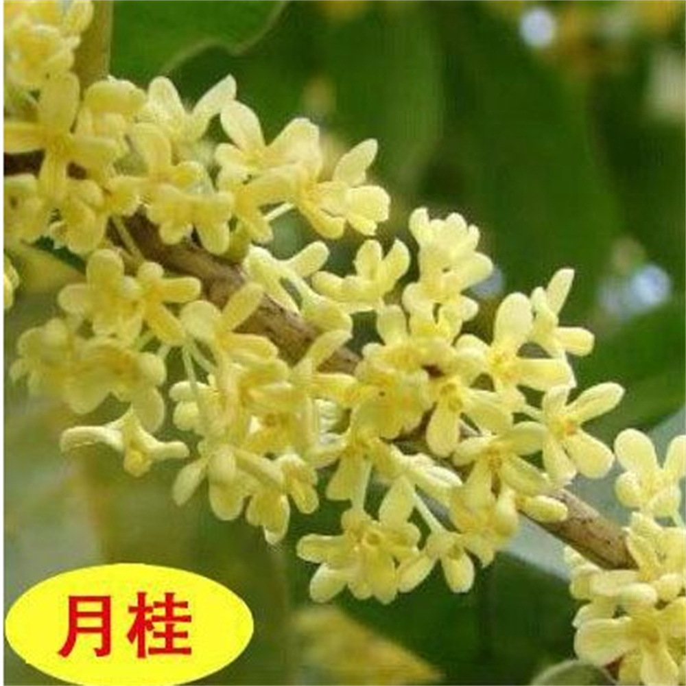 四季桂月桂金状元金银同辉日香桂花矮桩矮霸盆景盆栽桂花树苗