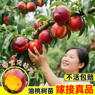 �޽Ӽt���Ҙ���������԰��������ˮ�������̨�ͺ����~�������