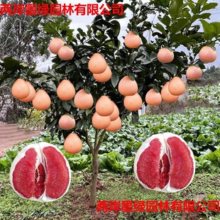 ���Ә���t�ļt�����ּ޽ӹ�������Ϸ������Nֲ����Y�����t����