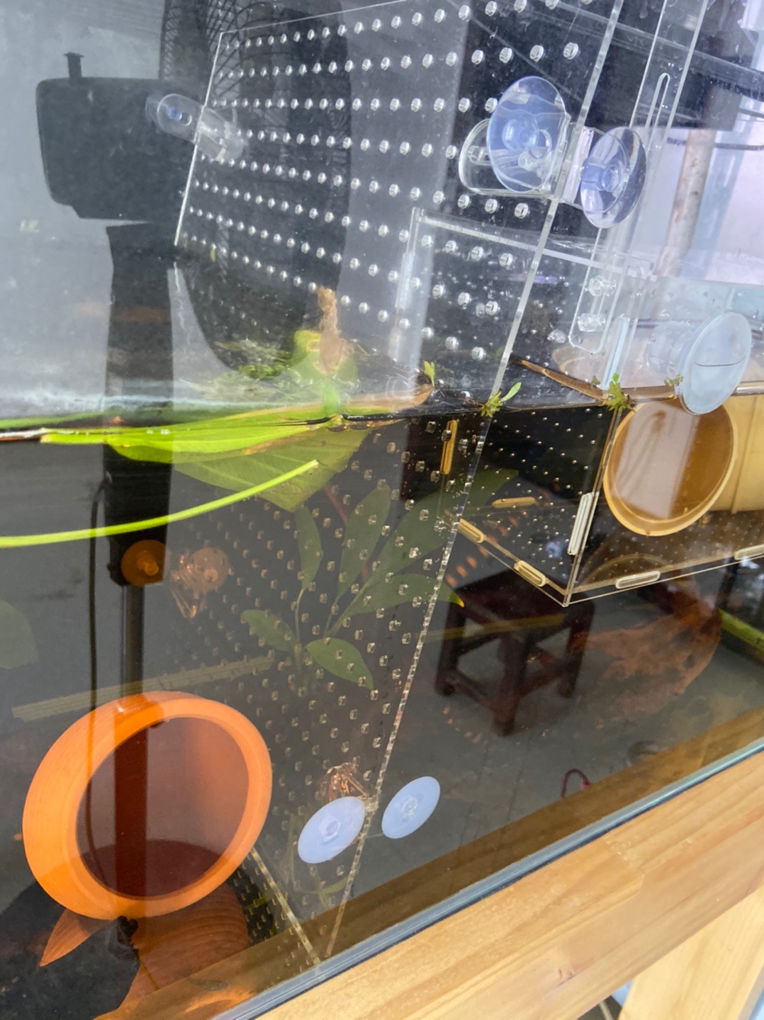 亚克力鱼缸隔离板可剪裁透明挡板隔层板网格分离板水箱隔断