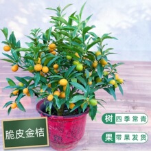 ��Ƥ������Ԏ����l؛�����Ә����ļ������ʳ�ô���٘��҃�ͥԺ