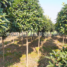 𻨘2-1 5ֹ ռع 𻨘ԵеØ