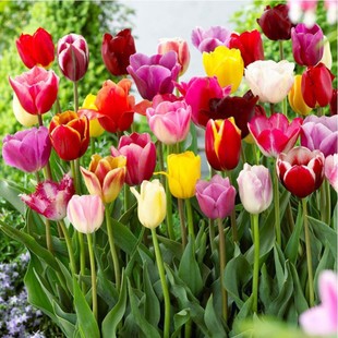 Tulip Bulbs, Perennial Tulip Seeds, Soil Culture, Hydroponic Culture, Indoor and Outdoor Planting, Cold-Resistant, Easy to Survive, Regardless of Color