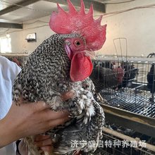 生态园养殖芦花鸡价格 哪里批发可以观赏又可以食用芦花鸡的
