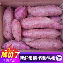 新鲜紫薯农家自种番薯地瓜农家蜜薯9斤板栗香红沙地薯糖心山芋