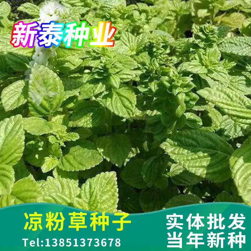 Liangfen Трава Фея Замороженные Травяные Шоу Фея Трава Сырье Liangfen Трава Семена