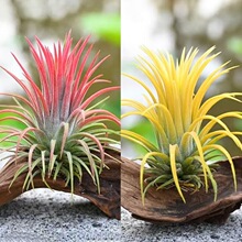 �՚��P��o��ֲ���؃r���ھ��`��ɫ���]�Gֲ���Ի��ݶYƷ�Y������