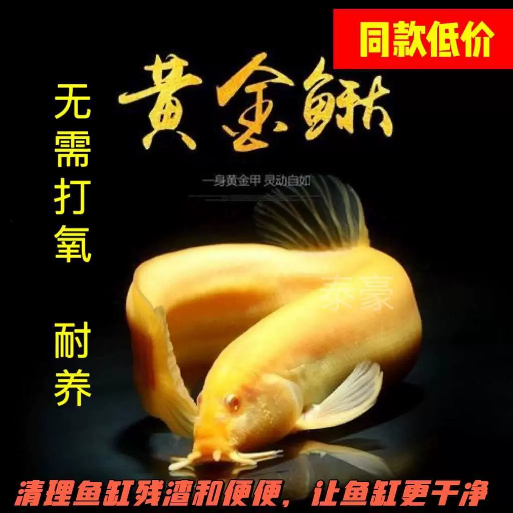 Голец Мусорщик холодноводная рыба пресноводная рыба маленькая золотая рыбка маленькая красная рыбка