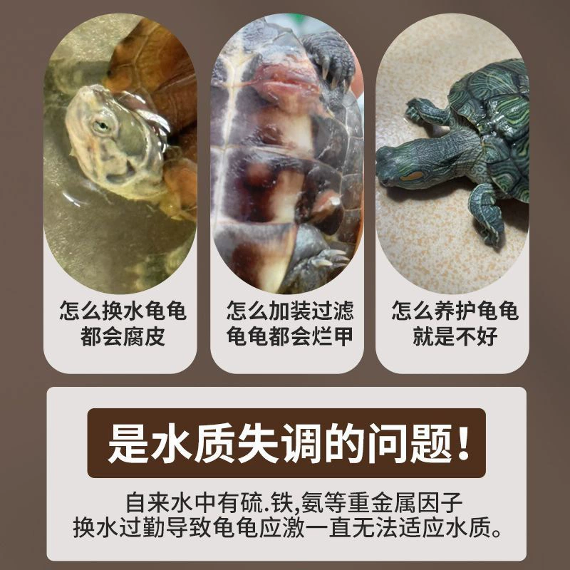 Натуральный лян́г (longan) зелёные листья для регулирования, аквариумная золотая рыбка, стресс-уменьшение, профилактика, новичок кормления, вспомогательные листья