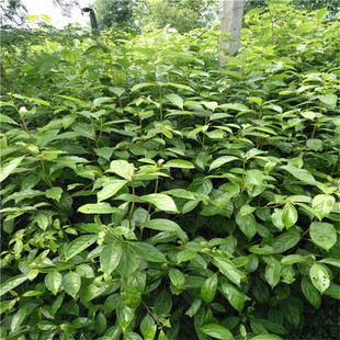 ��������������l���NҎ���N��ľ�N�ӎ����l؛������������