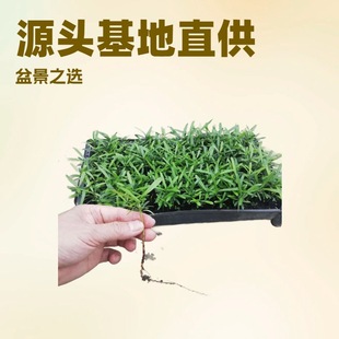 ���N�����_�h��̨���N��΢���^�҃ȾGֲС���԰l؛���ļ����G�辰