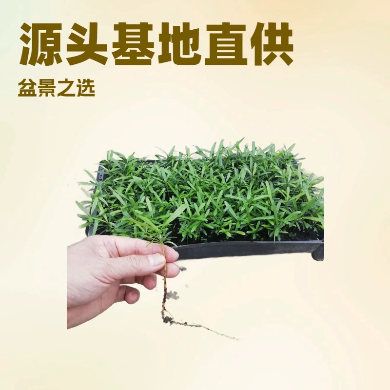 Ежемесячные продажи рассады тайваньской сосны для микроландшафтов, комнатных растений, маленьких растений в горшках, быстрая доставка, вечнозеленые бонсай для всех сезонов.