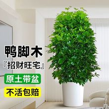 �lؔ�����Կ͏d����Gֲ�˷�ֲ����B�����҃Ȼ��܁�ؔ���_ľ�ļ�