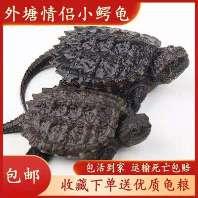 外塘爆刺佛鳄杂佛鳄大小鳄龟观赏鳄龟苗纯佛北美小鳄龟养殖场批发