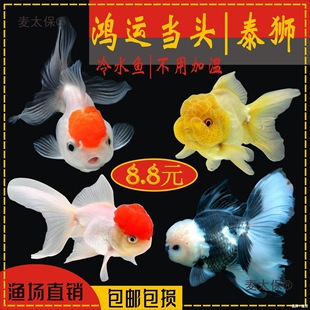 ��ˮ���{��ˮ�~�t���ê{���^�t�^�p�~������\���^���~���~��̫��