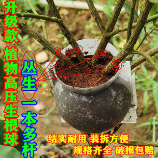 植物高压盒扦插嫁接生根器高枝压条生根杯多杆繁殖控根球盆景花艺-阿里巴巴