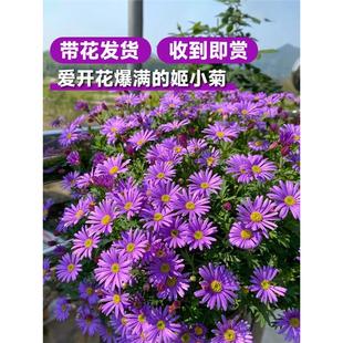 ��С�����Ի���Сľ�Ȼ���ֲ��ջ���༾�҃��̨���B�������