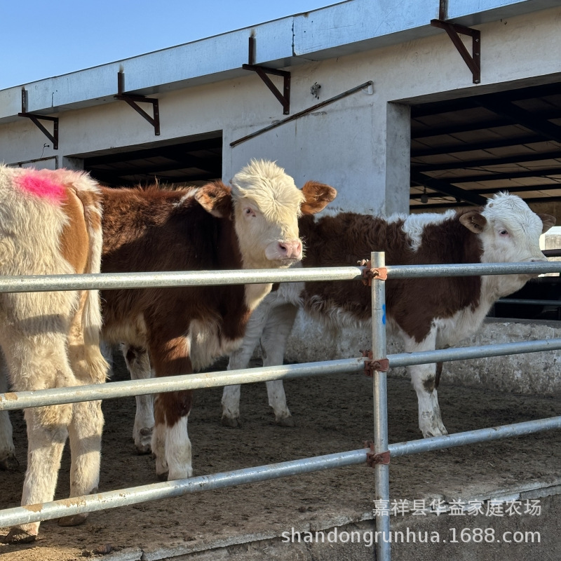 肉牛改良牛 良种肉牛 牛犊子价格 西门塔尔牛养殖资料