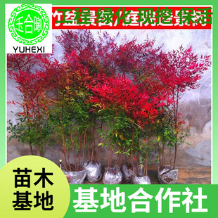 Wholesale Nantian Bamboo Saplings, Old Stump Bonsai, Red Bamboo Potted Courtyard Plants, Cold-Resistant Greening Seedlings, Easy to Grow and Maintain