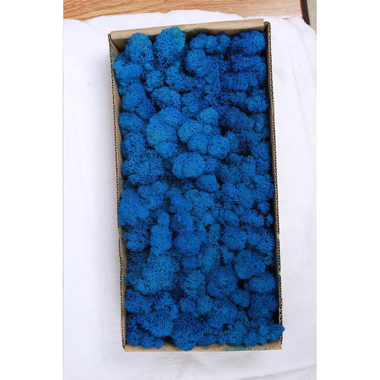 Musgo eterno ciervo musgo planta pared paisaje musgo ventana interior decoración micro paisaje eterna flor musgo