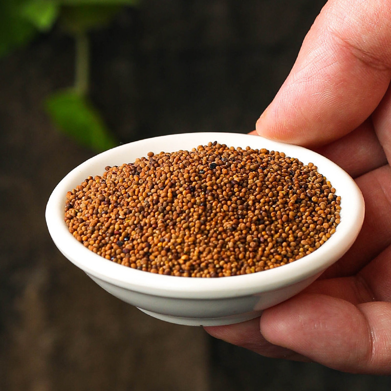 Dried Dodder Seed Tu Si Zi 500g Whole Chinese Herbal Seeds for Tea and Decoction Use key features