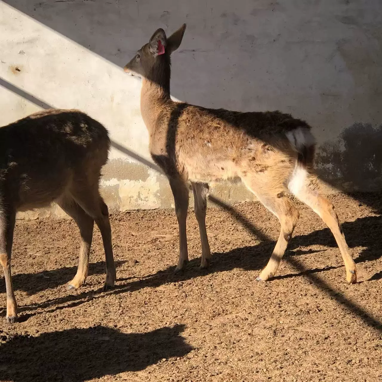 Чистокровный живой пятнистый олень интерактивный пятнистый олень