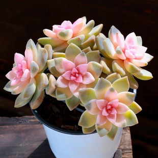 ����ֲ�����l��ɫ�Ϙ��Gֲ���ܽM�������̨�҃Ⱦ�Ʒ�W�t��������