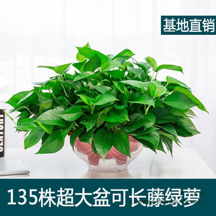 ���辰��G�}�L�ٴ��������҃��·����ô��~ˮ��͏d�Gֲ�����՚�