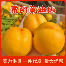 【京东】蒙阴黄金油桃黄桃 现摘现发水果当季脆桃无毛黄油桃蜜桃