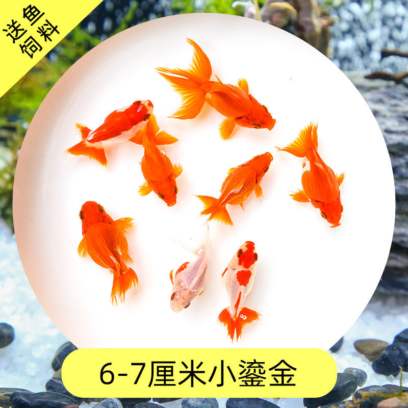 Read the galloping taboo 彂鍏 娲 娲 board
