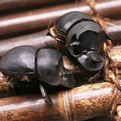 Общий навоз Жук push навозный червь магазин упаковки чистой воды с Крикетом сверчка