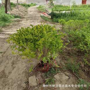 Golden Leaf Privet Ball Golden Leaf Privet Potted Seedlings Golden Leaf Privet Base Wholesale Various Specifications Greening Park Seedlings