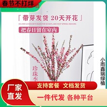 һ�����l�r��֦�t÷��֦���������֦�ѻ�ˮ��ֲ�����ѩ��֦��