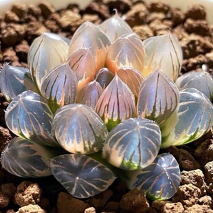 �޺�� �����޺����¶�\����ֲ����Ȕʮ����Haworthia