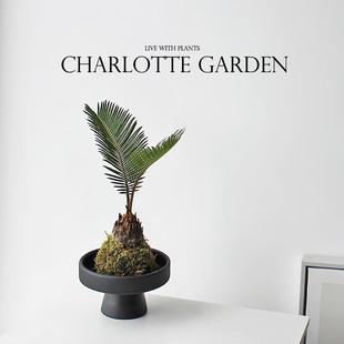 Birthday Gift, Moss Ball Cycad, Indoor Plant Potted Plant, Shade-Tolerant and Easy to Maintain, Office Green Plant