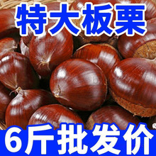 板栗生栗子新鲜板栗批发小油栗35斤斤大板栗源工厂一件批发多省包