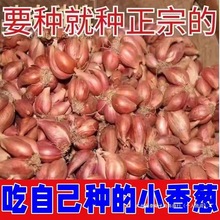 �Ĵ��t�[�^�ļ�С���[�N�[�N�ӷN��С�[�[�^�t�[���ػ��[�^�N���l