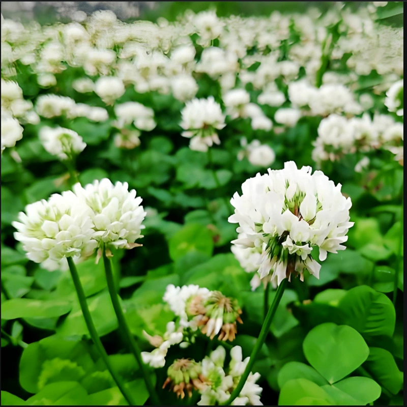 Импортированные семена красной и белой трехлистной травы легко оживить