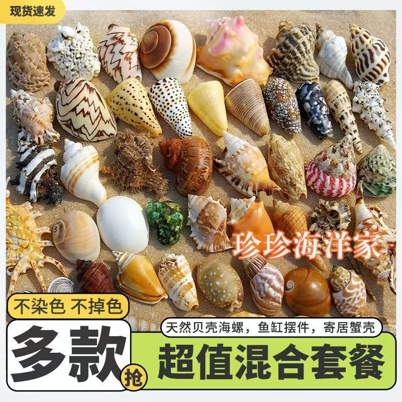 Natural Conch Shell Starfish Fish Tank Aquarium Landscaping Decoration Hermit Crab Shell Changing Crafts Collection Small Natural Conch Shell Starfish Fish Tank Aquarium Landscaping Decoration Hermit Crab Shell Changing Crafts Collection Small