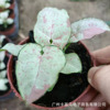 Base direct supply ｜ Milk paper dandruff fruit taro Syngonium net red and green plant potted flowers rare fun