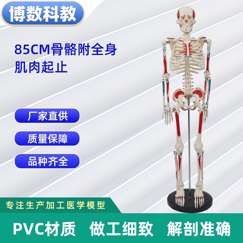 跨境玩具早教人体器官骨骼模型套装科教中小学生DIY组装儿童益智|undefined