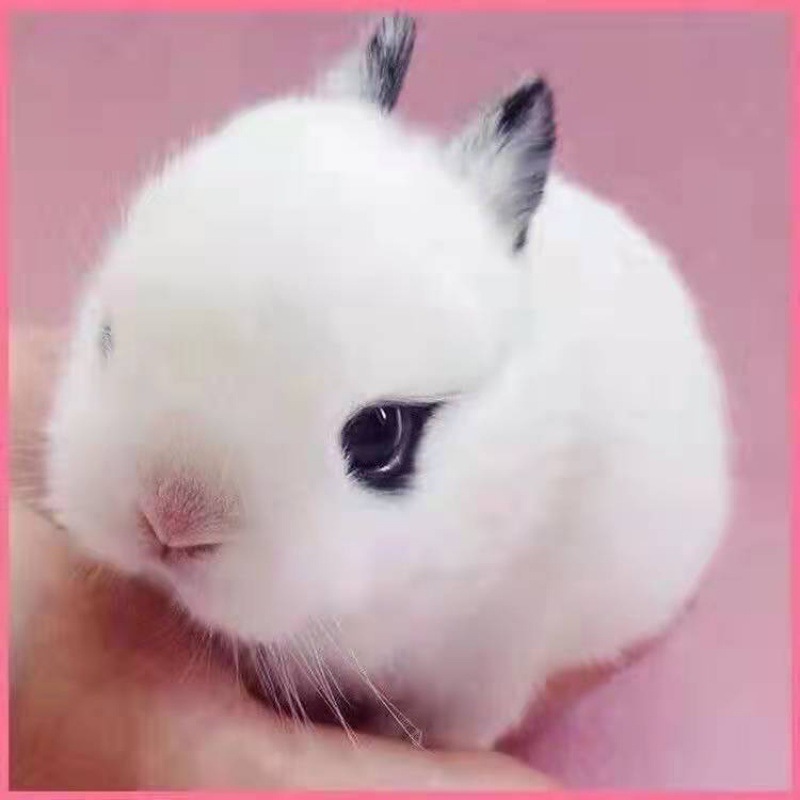 小白兔侏儒兔长不大茶杯兔小型兔儿童猫猫兔可爱小花兔