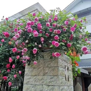 Climbing Rose Rose Flower Outdoor Courtyard Garden Balcony Decoration Wall Flower Ground Planting Strong-Scented Rose